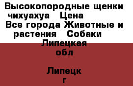 Высокопородные щенки чихуахуа › Цена ­ 25 000 - Все города Животные и растения » Собаки   . Липецкая обл.,Липецк г.